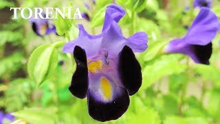 Propagating WISHBONE FLOWER TORENIA in Containers