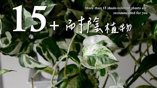 不愁家中不夠亮！15+耐陰植物讓您輕鬆擁有居家小綠園🌿More than 15 shade-tolerant plants are recommended for you