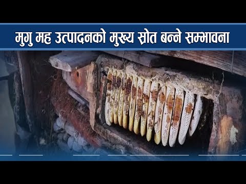 मुगु मह उत्पादनको मुख्य स्रोत बन्ने सम्भावना - NEWS24 TV