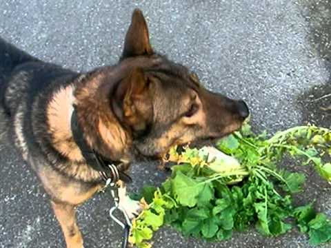 大根を食べる犬への道　dog