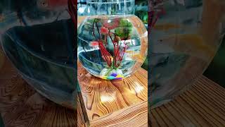 #lyrics #music #cover #họctiếnganhquabàihát #thakienglish #aquariumlove #fishing #happynewyear