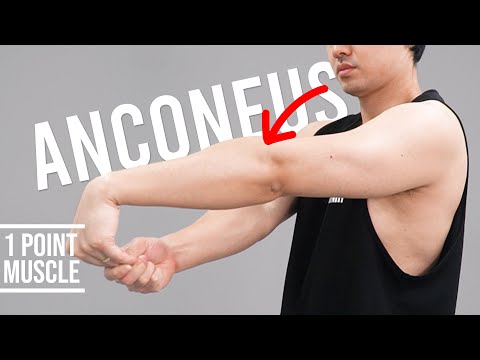 Elbow Pain, Tennis Elbow Syndrome｜Anconeus｜Hisdream Stretching Library