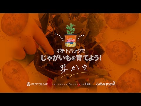 【ポテトバッグ】じゃがいも栽培編②〜芽かき〜