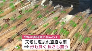 特産の”ジネンジョ”求めて朝から長蛇の列！天候に恵まれてまっすぐ美味しく育つ【新潟・阿賀町】 (22/11/23 11:49)