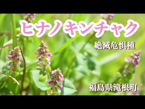 【絶滅危惧種ヒナノキンチャク】8月　福島県田村市滝根町の群生地