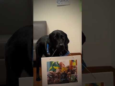 Children's Hospital facility dog celebrates the holidays #shorts #facilitydog #loveactually