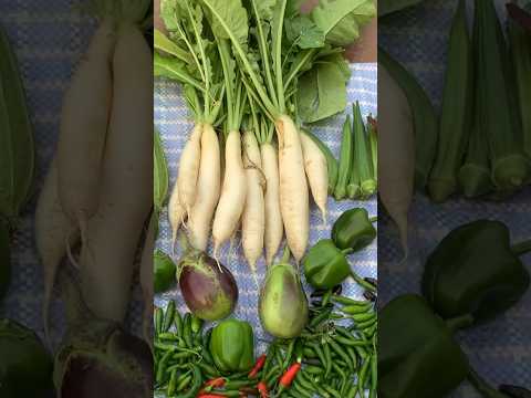 Harvesting Organic Vegetables #youtubeshorts #organicgardening