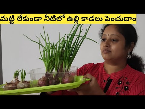 Growing spiring onions in water/spring onions in water microgreensఉల్లి కాడలు మట్టి లేకుండా పెంచుదాం