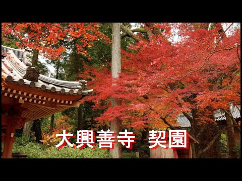 【大興善寺 契園】4K