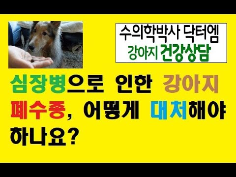 심장병으로 인한 강아지 폐수종 어떻게 대처해야 하나요?