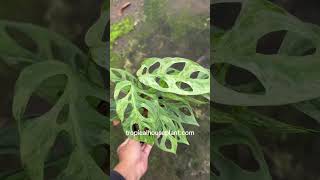 Monstera Adansonii Mint Variegated | tropicalhouseplant.com #houseplant #plantsale #plantcollection