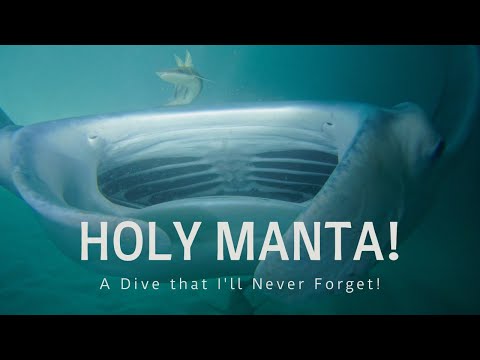 HOLY MANTA! A Dive that I'll Never Forget!