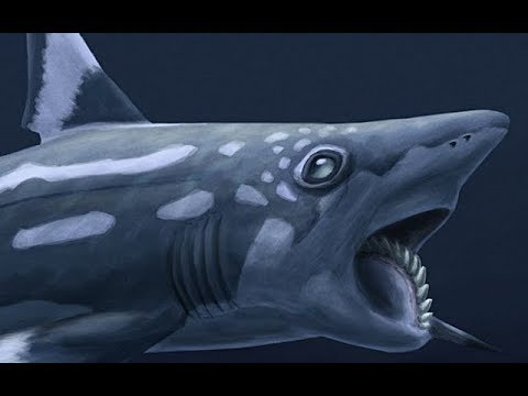 Paleo Profile - Bunch of Prehistoric Fish