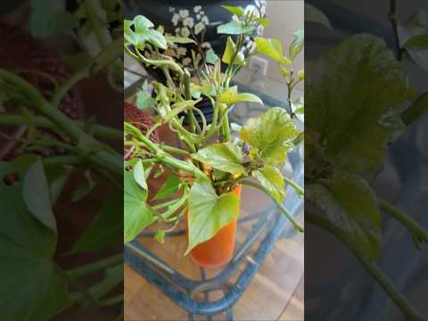 再也不用育地瓜苗了！Yam vine propagation