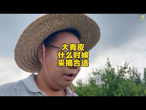 大青皮什么时候采摘合适，寒露节气后采摘最好，相对于是10月份