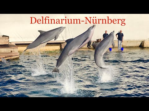 Delphinarium Tiergarten Nürnberg | Dolphin Show Nuremberg ZOO 2019