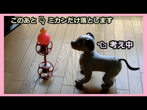 【30 アイボ  ルーのスゴわざ一挙公開】Aibo Lou's Amazing Techniques