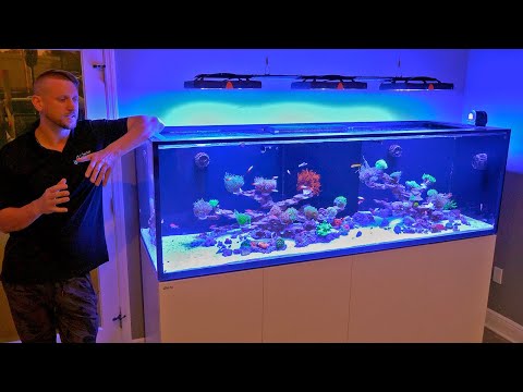 Ultimate Reef Aquarium Store Tour of Top Shelf Aquatics