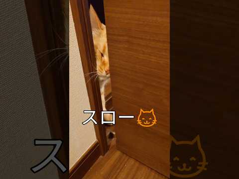 飼い猫「ハニー」ドア開け😺挟まれた😿#Shorts