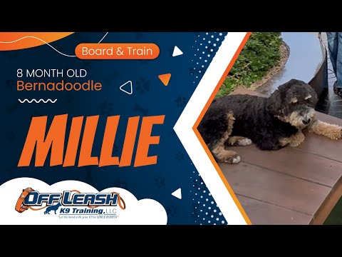 Millie ~ 8 Month Old Bernadoodle ~ Off Leash K9 Training Phoenix