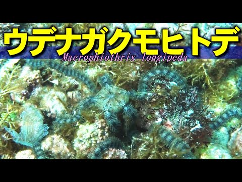 [ Long Arms Brittle Stars ] Arms too long and tangled / Macrophiotic Longipeda