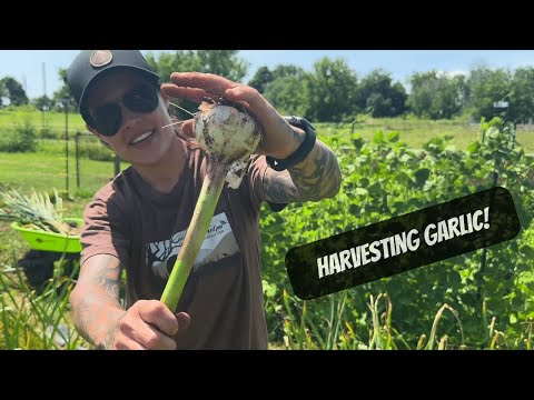 Harvesting And Curing Garlic!