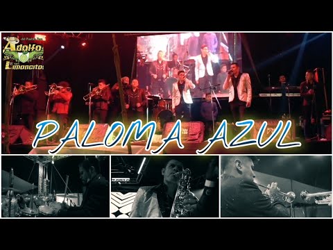 Paloma Azul / Adolfo Y Sus Limoncitos / ¡¡¡En Vivo 2021!!!