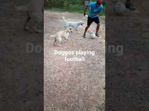 Doggos playing football. The total white is Mocha, orangey dude is Mafia #animals #worldcup