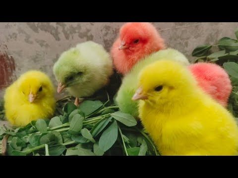 Wow cute colorful color chicken chick chirping | Chicks free sound | Razi Ali Vlogs