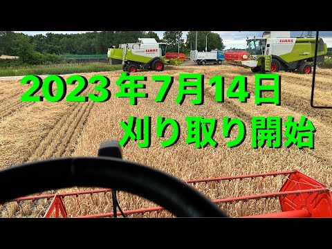 2023年7月14日まさかの麦刈りスタート