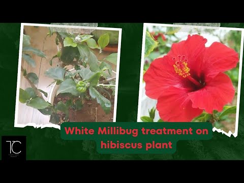 Hibiscus plant care from white millibugs|మందారం మొక్కను తెల్ల పురుగు నుండి ఎలా ఆరోగ్యంగా ఉంచుకోవాలి