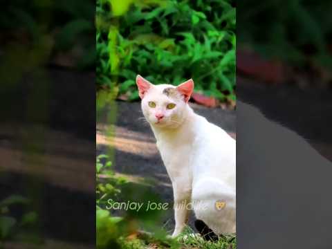 funny cat 🐈 white cat meowing #shorts #short #shortvideo #shortsfeed #catmeow #funnycats #catvideos