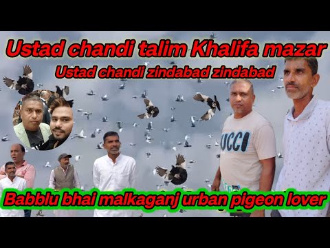 ustad chandi talim Khalifa mazar babblu bhai malkaganj urban pigeon lover