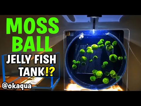 Can We Make An EPIC Moss Ball Jelly Fish Tank?