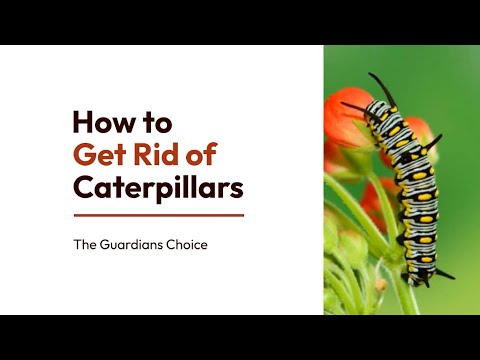 3 Ways to Get Rid of Caterpillars | How to Get Rid of Caterpillars | The Guardians Choice