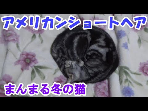 もこもこ寝てる冬の猫（アメリカンショートヘア）