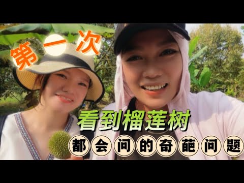 7月就是年度榴莲季节 大马霹雳高乌Tasek榴莲 不容错过 （一年就那么几个月产量而已 可贵极了）特别期待今年的第一口榴莲香 小姐姐没看过榴莲树 走‼️安排 ｜包夫人vlog