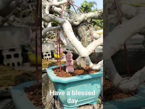 have a blessed day #bonsai #bonsaitree #cute #budha