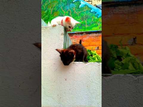 White sibling staring his black sibling whike jumping #lovelyecats #cuteanimal #cute #cutepet