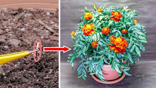 Growing Marigold Flower Time Lapse - Seed to Flowers (70 Days)