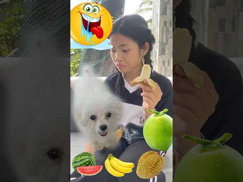 When your pet is faithful of fruit 🤣 #comedy