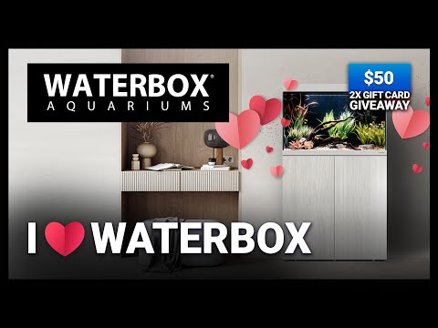 We Love Waterbox Q&A - Episode 176