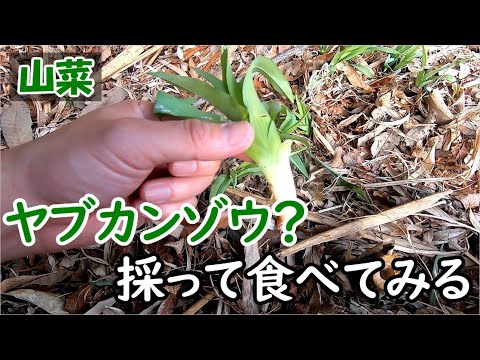 キャンプ中にヤブカンゾウっぽい山菜を見つけたので採って食べてみた