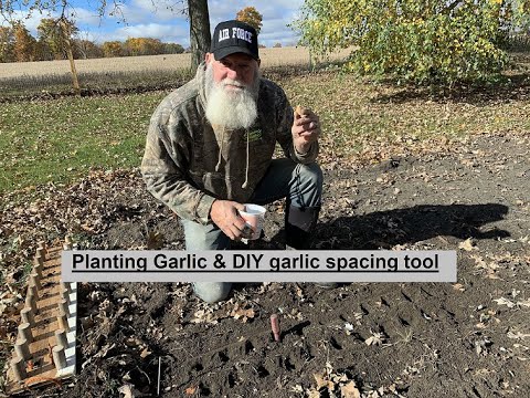 Planting Garlic & DIY garlic spacing tool