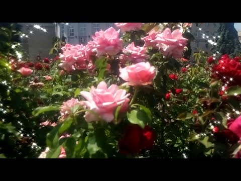 РОЗЫ АВГУСТА!🌹🌹🌹🌹ПОСЛЕДНИЕ ДНИ УХОДЯЩЕГО АВГУСТА!НЕВЕРОЯТНО КРАСИВАЯ МУЗЫКА 💖СЕРГЕЯ ЧЕКАЛИНА!💖🌹🌹