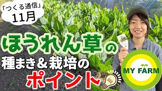 ほうれん草の育て方を徹底解説！種まきのやり方から栽培管理・収穫まで【11月つくる通信】