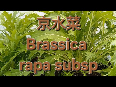 京水菜 Brassica rapa subsp