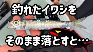 【落とし込み釣り】初心者でも爆釣！青物祭り！神奈川県茅ヶ崎市茅ヶ崎漁港海成丸