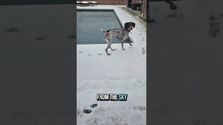 From the Sky German Shorthaired Pointer reacts... ❄️🥰🐶#new #shorts #ytshorts #viral #viralshorts