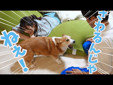 徹底的に阻止！嫁にさわると怒るコーギー犬